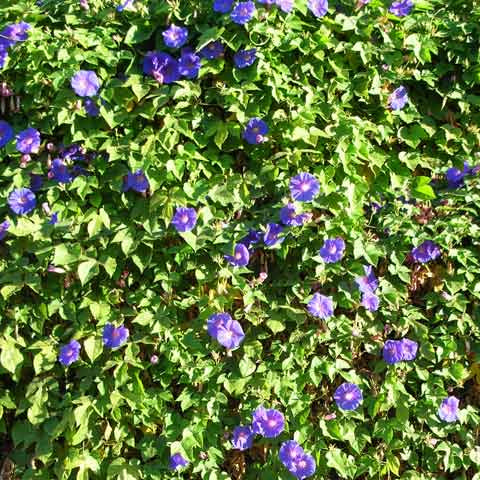 The Original Morning Glory