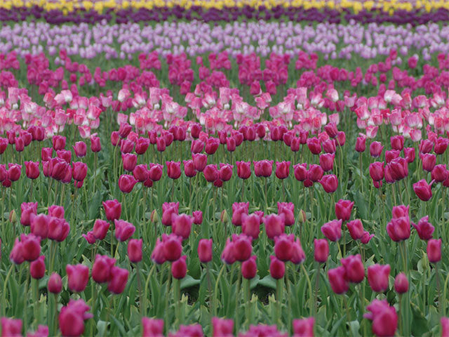 Dutch Fields