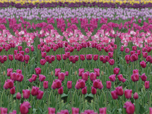 Dutch Fields