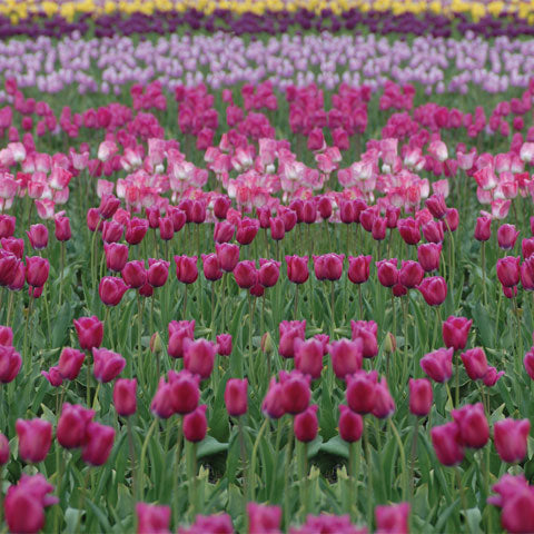 Dutch Fields