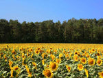 Sunflower Fields