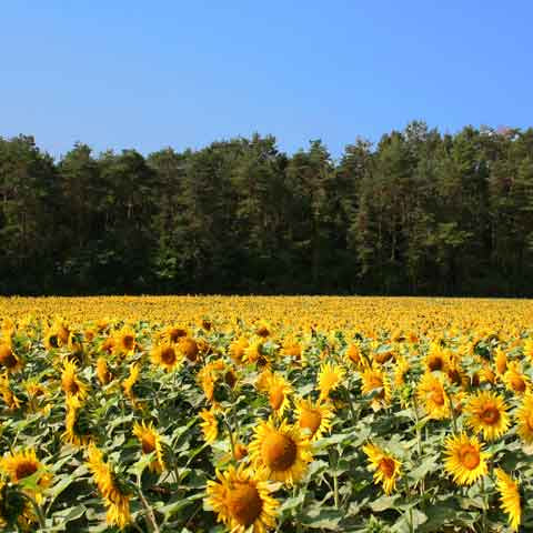 Sunflower Fields