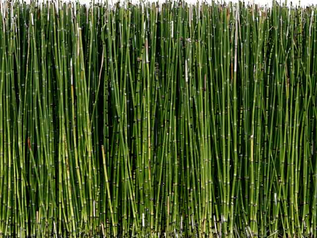 Horsetail Reed