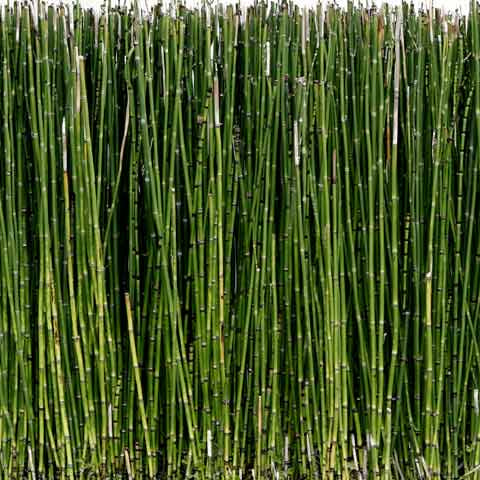 Horsetail Reed