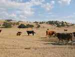 Cow Pasture