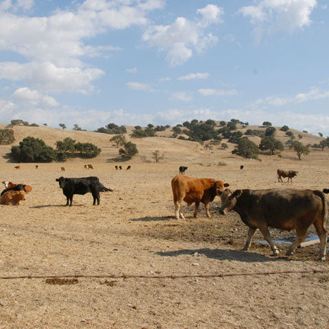 Cow Pasture