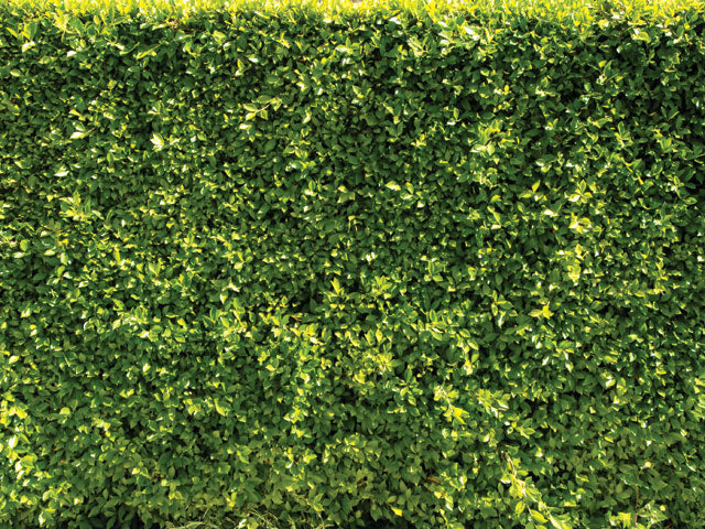 Ficus Planting