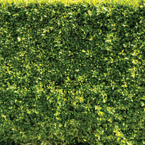 The Original Ficus Planting