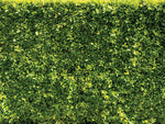Ficus Planting