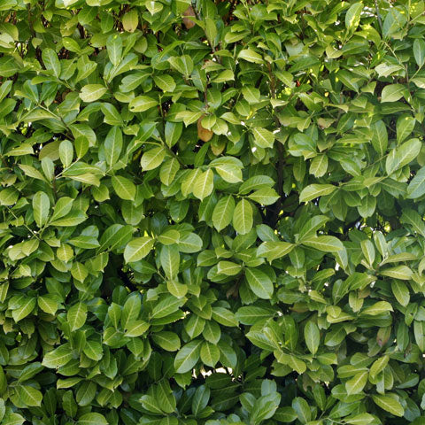 Country Hedge