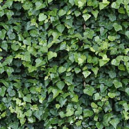 Elegant Ivy