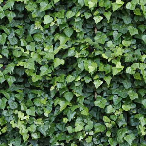Elegant Ivy